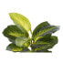 Фото #4 товара Декоративное растение DKD Home Decor PVC полипропилен 25 x 25 x 30 cm