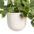 Фото #4 товара Декоративное растение 33 x 33 x 24 cm Белый Зеленый PVC