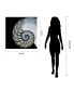 Pearly Nautilus Frameless Free Floating Tempered Glass Panel Graphic Wall Art, 36" x 36" x 0.2"