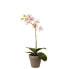 Фото #1 товара Orchidee Dendrobium im Topf