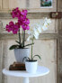 Фото #5 товара Kunstpflanze Phalaenopsis