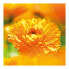 Фото #7 товара Защитный крем Calendula Weleda 090540X7 75 ml