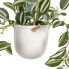 Декоративное растение 24 x 35 x 25 cm Белый Зеленый PVC