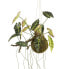 Фото #1 товара Künstliche Pflanze Alocasia