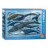 Фото #1 товара Пазл с дельфинами и китами EUROGRAPHICS 1000 элементов