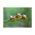 Фото #1 товара Puzzle Friendly Frogs 500 Teile