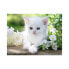 Фото #1 товара Пазл с белым котенком 1500 деталей Ravensburger