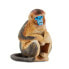 Фото #1 товара Фигурка Safari Ltd Обезьяна со сплюшниковым носом Snub Nosed Monkey Figure Wild Safari Wildlife (Дикая Сафари Природа)