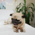 Фото #3 товара Прорезыватель для зубов для собак Benebone