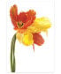 Фото #1 товара Orange Yellow Parrot Tulip on White Frameless Free Floating Tempered Glass Panel Graphic Wall Art, 48" x 32" x 0.2"