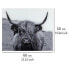 Glasrückwand Highland Cattle