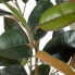 Фото #4 товара Декоративное растение PVC Железо фикус 49 x 45 x 125 cm