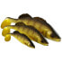 Фото #10 товара WESTIN Zander Teez Shadtail Soft Lure 170 mm 56g 16 Units