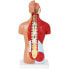 Model anatomiczny 3D tułowia człowieka