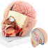 Фото #1 товара Model anatomiczny 3D głowy i mózgu człowieka skala 1:1