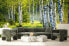 Fototapete BIRKEN Bäume Wald Natur 3D