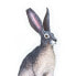 SAFARI LTD American Desert Hare Figure