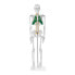 Фото #3 товара Model anatomiczny szkieletu człowieka 85 cm