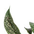Фото #4 товара Декоративное растение зеленое PVC 52 x 44 x 44 см BB Home