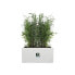 Фото #5 товара Ящик для цветов elho Plant pot 59 x 30 x 29 см Пластик Белый Прямоугольный Современный