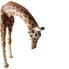 BULLYLAND Giraffe Figure