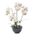 Фото #1 товара Искусственные цветы Homescapes Phalaenopsis-Orchidee в белом цвете 62 см