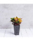 Фото #2 товара (#35198) ArtStone Tall Ella Flower Box, Black 19.5"