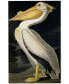 Фото #1 товара John James Audubon 'American White Pelican' Canvas Art - 47" x 30"