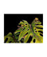 Фото #1 товара Deborah Broughton Frog Monster Double Date Canvas Art - 36.5" x 48"
