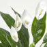 Фото #7 товара Kunstpflanze Spathiphyllum Wallisii