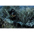 Фото #5 товара Гидрокостюм Cressi Scorfano Ultraspan Seal Spearfishing Jacket 5 мм