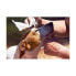 Фото #4 товара Влажные салфетки GILL'S XL для домашних животных 30 x 20 см, 40 штук
