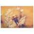 Фото #1 товара Leinwandbild Pusteblume Dandelion