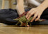 Фото #2 товара Игровой набор Schleich Stegosaurus Dinosaurs World (Мир динозавров)