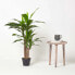 Фото #3 товара Dracaena Fragrans Kunstpflanze