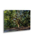 Pierre Leclerc Angel Oak Charleston Floating Brushed Aluminum Art - 22" x 25"