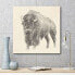 Western Bison Study Gallery-Wrapped Canvas Wall Art - 20" x 20"
