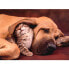 Фото #2 товара CLEMENTONI Cuddle 500 Pieces Puzzle