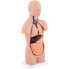 Фото #2 товара Model anatomiczny 3D tułowia człowieka z wyjmowanymi organami