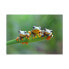 Фото #2 товара Puzzle Friendly Frogs 500 Teile