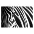 Фото #1 товара Bild Animal Stripes