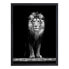 Bild Beautiful Lion