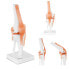 Фото #1 товара Модель анатомического коленного сустава 1:1 Physa