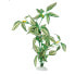 FERPLAST F69089000 3.5x2x10 cm Aquarium Silk Plant