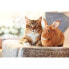 ADVANTAGE 80 - 6 Antiparasitenpipetten - Fr Katzen und Kaninchen ab 4 kg