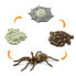 Фото #1 товара Фигурка Safari Ltd. Цикл жизни паука (Order Araneae)