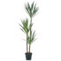 Фото #1 товара Искусственные цветы Emerald Yucca-Palme 150 см