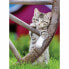 Фото #3 товара Головоломка Ravensburger Kittens 2 x 500 Предметы