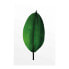 Фото #1 товара Wandbild Ficus Leaf