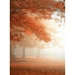 Фото #2 товара Fototapete Wald im Herbst